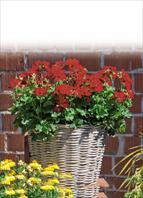 TOP balkon, have og beskårede blomster varietet:   Pelargonium interspec. Marcada Dark Red