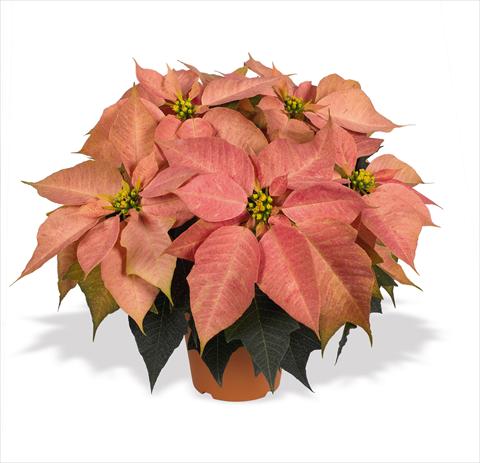 photo of flower to be used as: Basket / Pot Poinsettia - Euphorbia pulcherrima RED FOX Marco Polo
